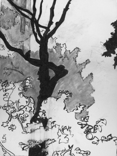 Trees Out Back;
charcoal on paper; 24 x 18" Trees Out Back;
charcoal on paper; 24 x 18"